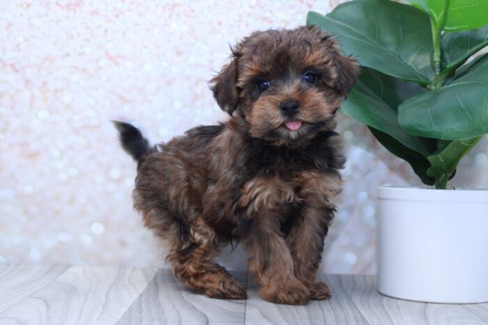 Spruce- Sweet Male Yorkie-Poo Puppy - Image 3