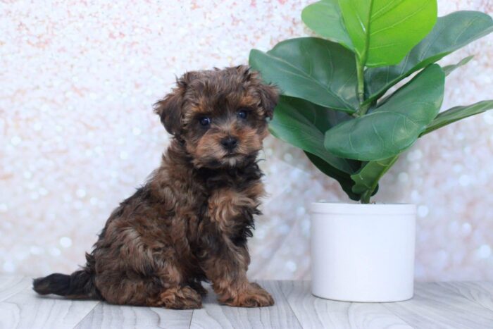 Spruce- Sweet Male Yorkie-Poo Puppy - Image 4