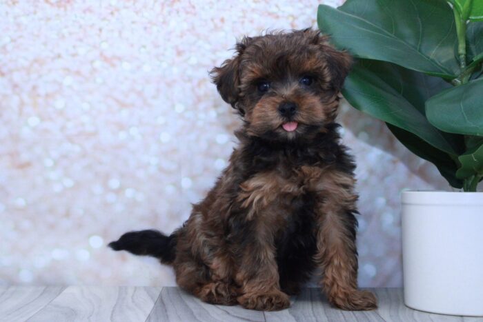 Spruce- Sweet Male Yorkie-Poo Puppy