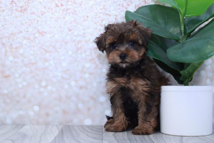 Spruce- Sweet Male Yorkie-Poo Puppy - Image 2