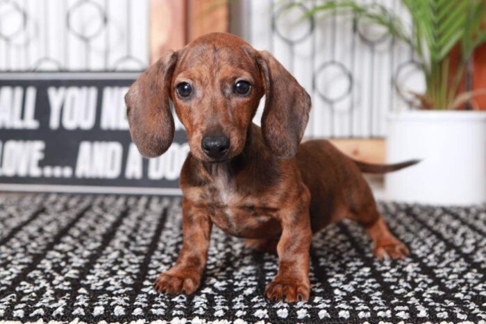 Stan- Awesome Little Male ACA Brindle Dachshund Puppy