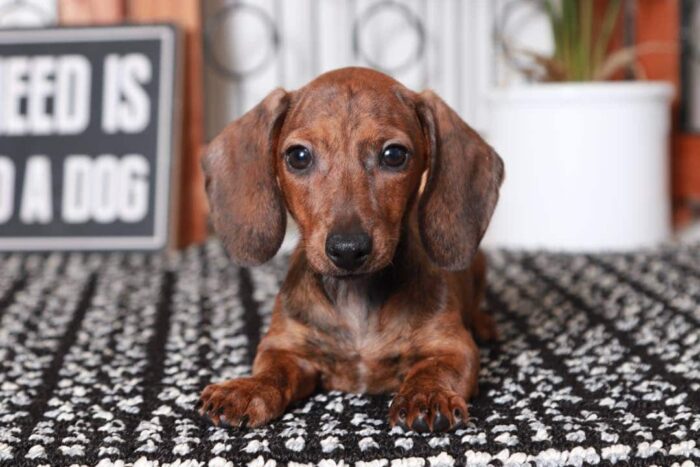 Stan- Awesome Little Male ACA Brindle Dachshund Puppy - Image 2