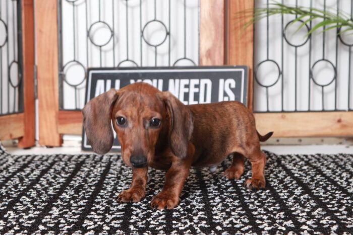 Stan- Awesome Little Male ACA Brindle Dachshund Puppy - Image 3