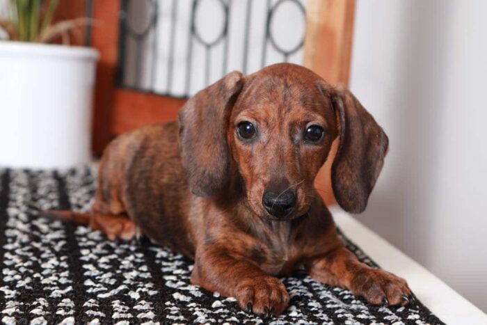 Stan- Awesome Little Male ACA Brindle Dachshund Puppy - Image 4