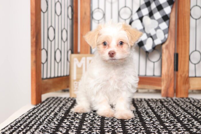 Star - Darling Little Female Shih-Poo Puppy