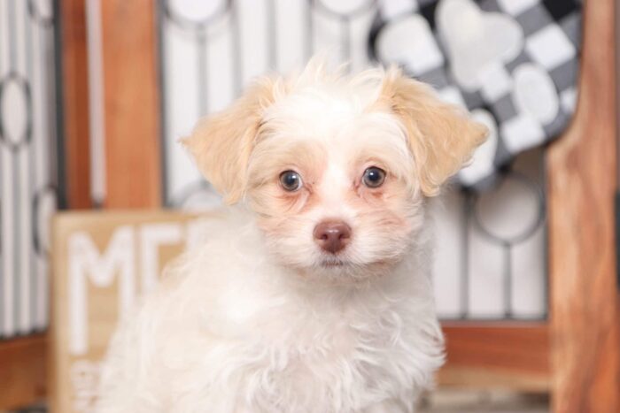 Star - Darling Little Female Shih-Poo Puppy - Image 2