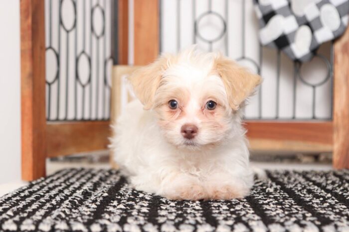 Star - Darling Little Female Shih-Poo Puppy - Image 3