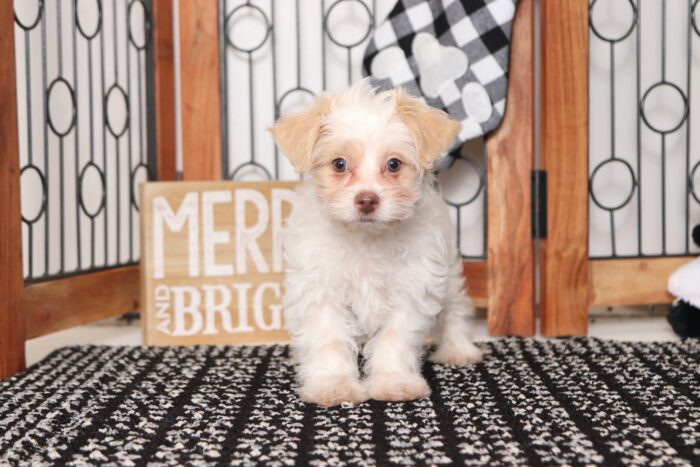 Star - Darling Little Female Shih-Poo Puppy - Image 4