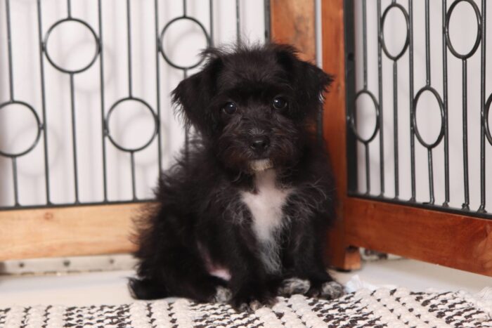 Star- Loving Little Female Yochon Puppy - Image 2