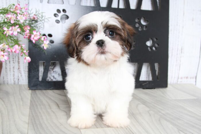 Sting- Playful Little Brown and White Male ACA Shih-Tzu Puppy