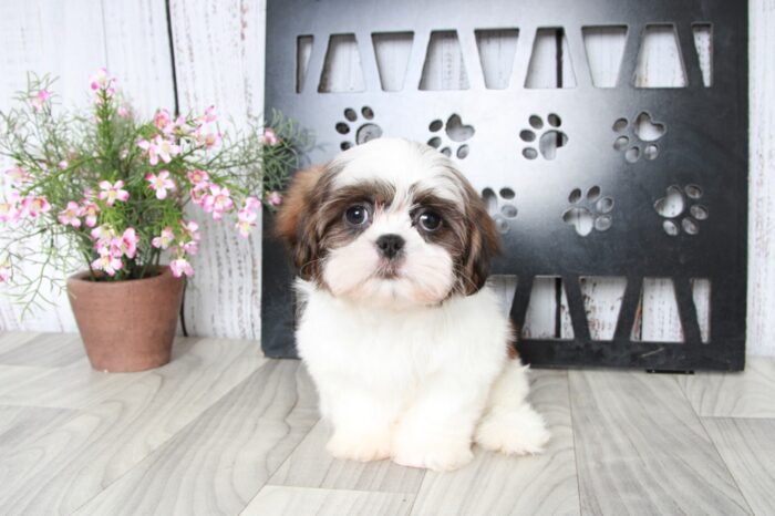 Sting- Playful Little Brown and White Male ACA Shih-Tzu Puppy - Image 3