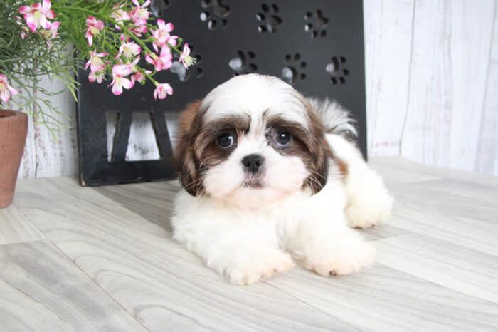 Sting- Playful Little Brown and White Male ACA Shih-Tzu Puppy - Image 2