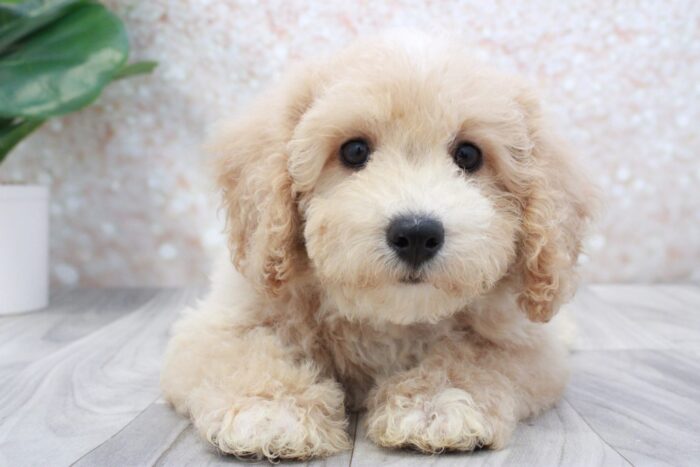 Storm - Spunky Male Poochon Puppy