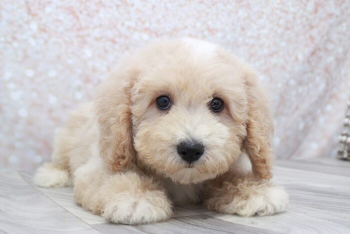 Storm - Spunky Male Poochon Puppy - Image 2