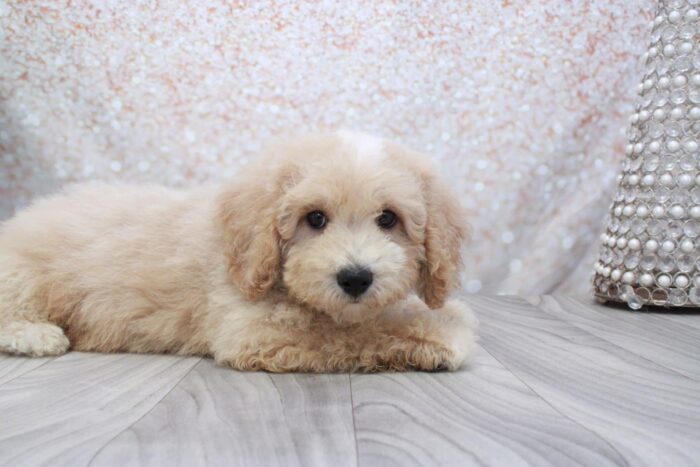 Storm - Spunky Male Poochon Puppy - Image 3