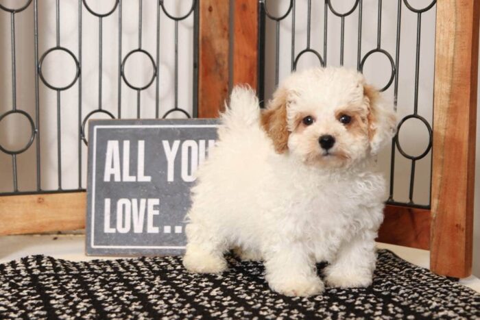 Sonny- Sweet Little Tan/White Male Poochon Puppy