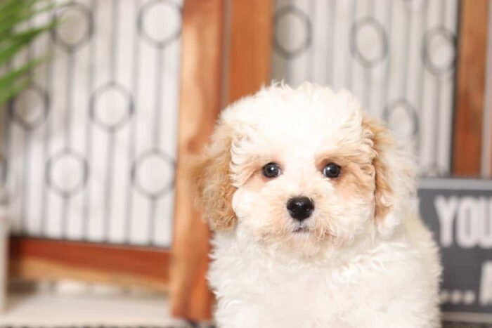 Sonny- Sweet Little Tan/White Male Poochon Puppy - Image 2