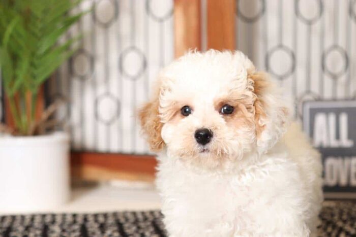 Sonny- Sweet Little Tan/White Male Poochon Puppy - Image 3