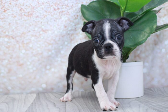 Sushi - Handsome ACA Male Boston Terrier Puppy