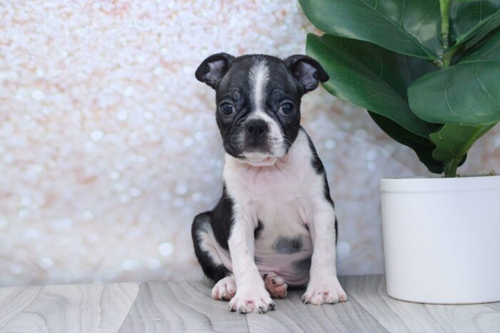 Sushi - Handsome ACA Male Boston Terrier Puppy - Image 2