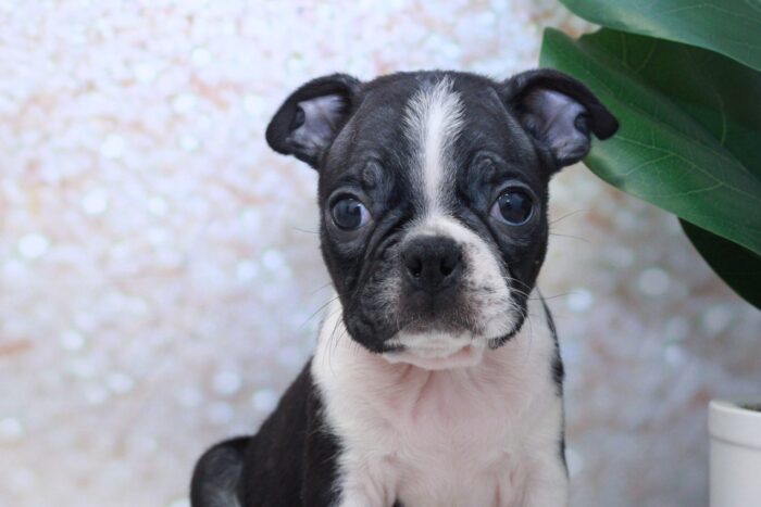 Sushi - Handsome ACA Male Boston Terrier Puppy - Image 3