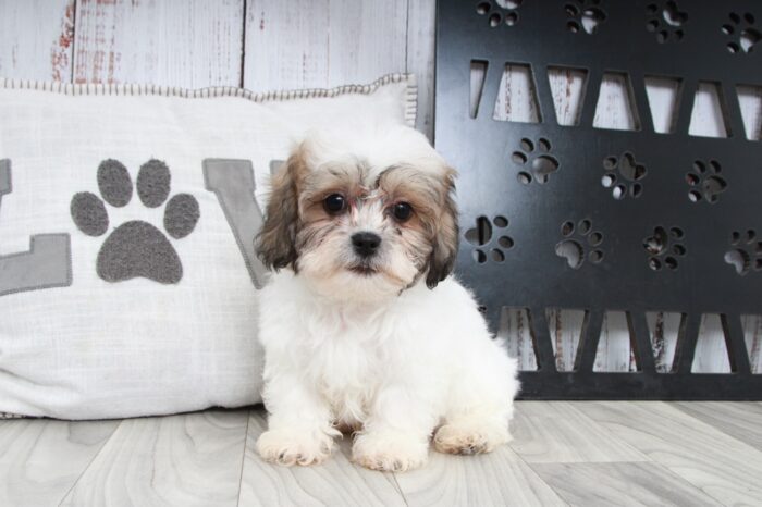 Sven - Lovable Male Teddy Bear Puppy