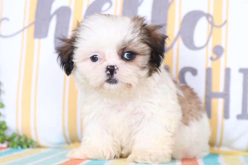 imperial teddy bear puppies