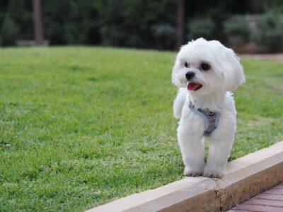 Maltese puppy with harness