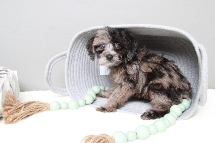 Tank- Affectionate Blue Merle Male Cavapoo Puppy - Image 7