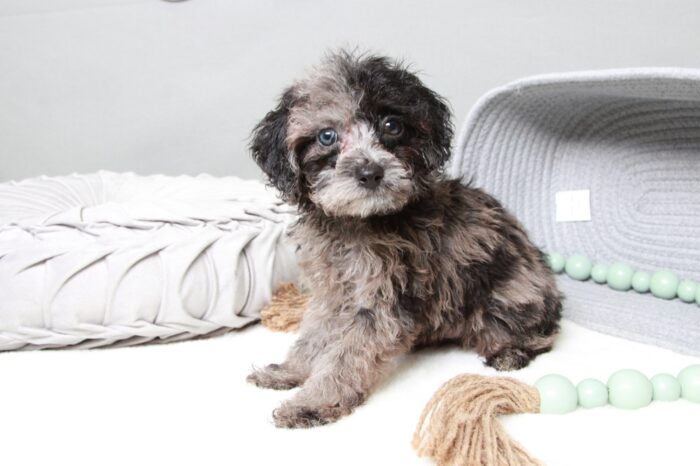 Tank- Affectionate Blue Merle Male Cavapoo Puppy - Image 4