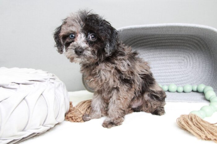 Tank- Affectionate Blue Merle Male Cavapoo Puppy - Image 3