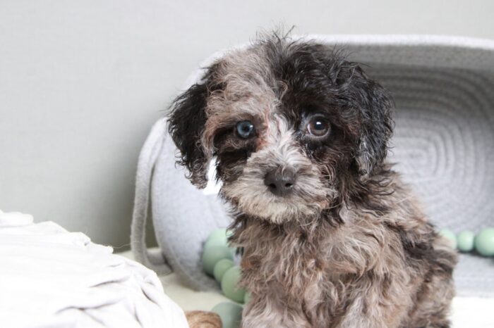 Tank- Affectionate Blue Merle Male Cavapoo Puppy - Image 2