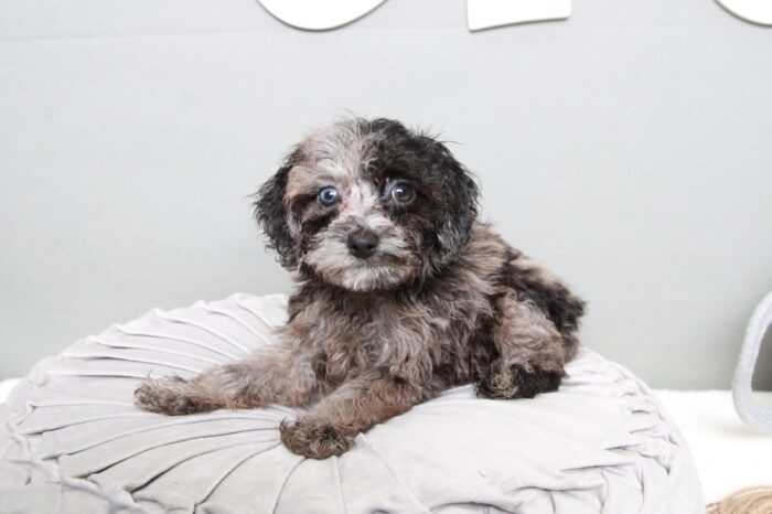 Tank- Affectionate Blue Merle Male Cavapoo Puppy