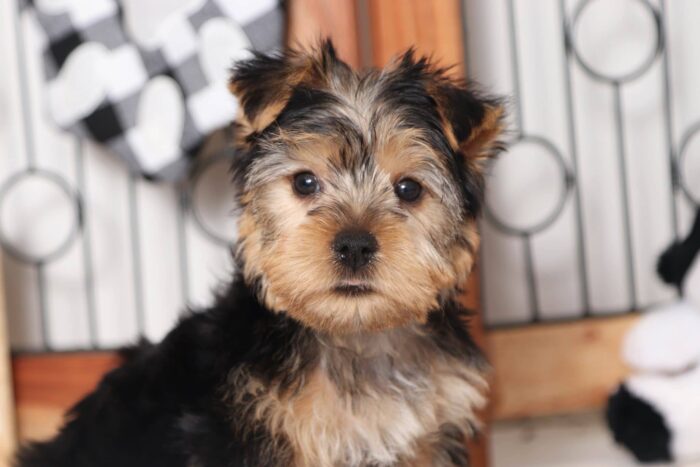 Taylor- Terrific ACA Male Yorkie - Image 2