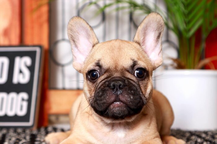 Tegan- Stunning Male Fawn AKC French Bulldog Puppy - Image 2