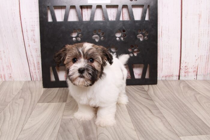 Tessa- Elegant Sable/White ACA Female Havanese Puppy