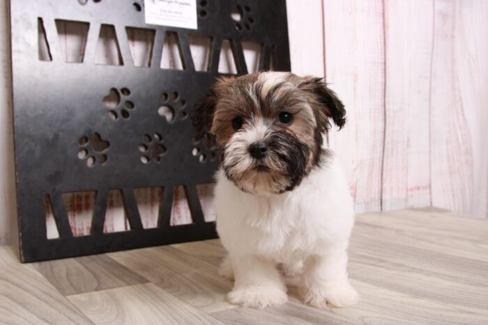 Tessa- Elegant Sable/White ACA Female Havanese Puppy - Image 2