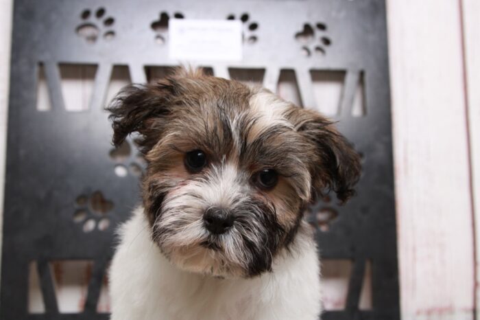 Tessa- Elegant Sable/White ACA Female Havanese Puppy - Image 5