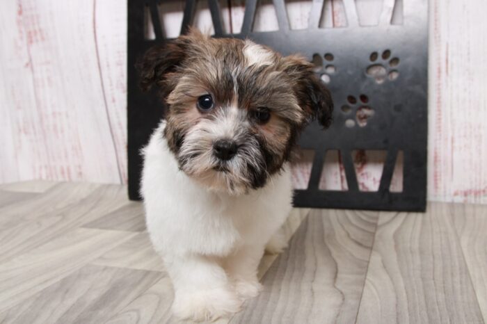 Tessa- Elegant Sable/White ACA Female Havanese Puppy - Image 4