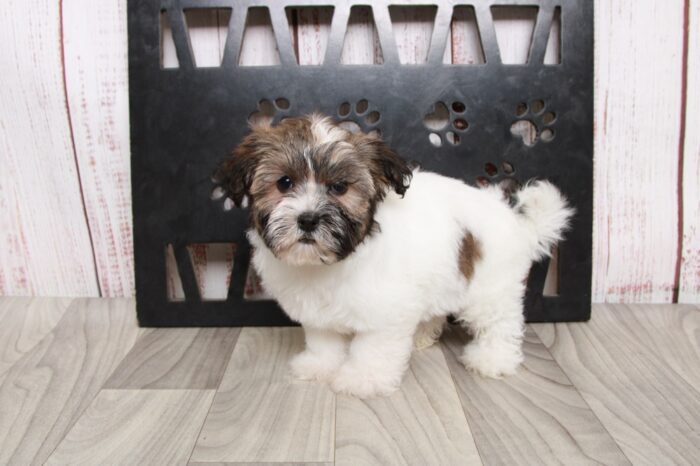 Tessa- Elegant Sable/White ACA Female Havanese Puppy - Image 3