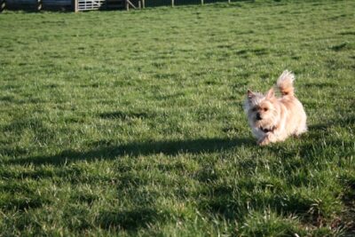 Bobbie the Yorkie/Chihuahua mix