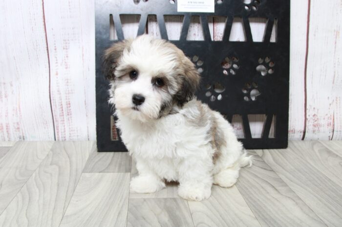 Thumper - Cuddly Little ACA Male Havanese Puppy