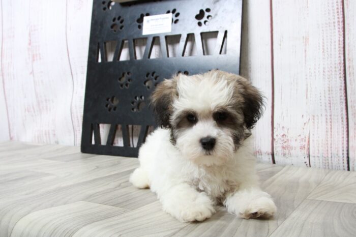 Thumper - Cuddly Little ACA Male Havanese Puppy - Image 2