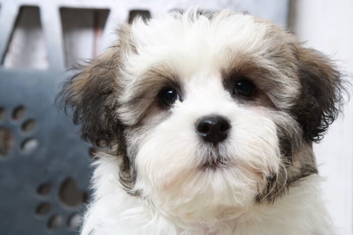 Thumper - Cuddly Little ACA Male Havanese Puppy - Image 5