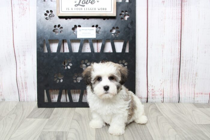 Thumper - Cuddly Little ACA Male Havanese Puppy - Image 4