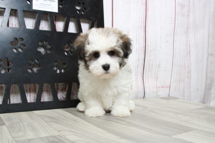 Thumper - Cuddly Little ACA Male Havanese Puppy - Image 3