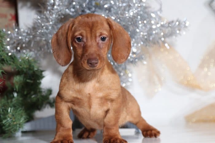 Tim - Handsome Dachshund