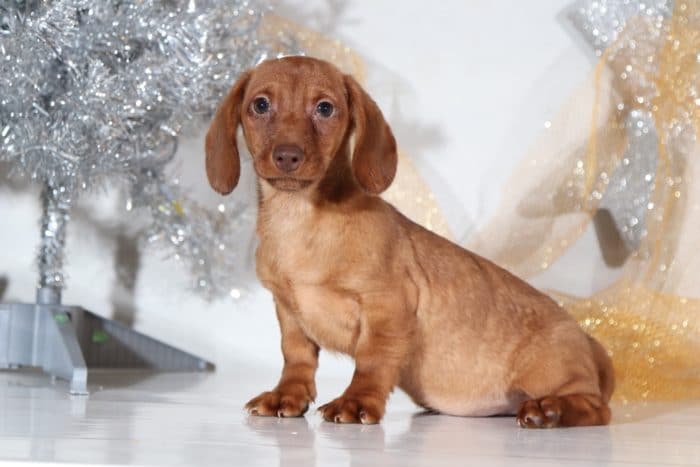 Tim - Handsome Dachshund - Image 3