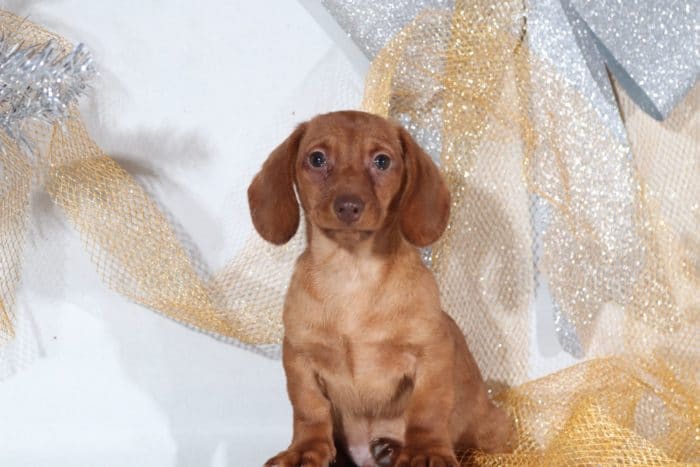 Tim - Handsome Dachshund - Image 4