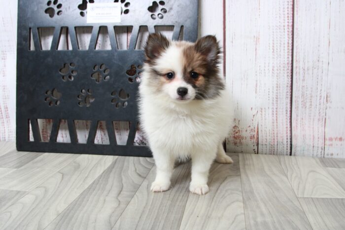 Tiny - Stunning ACA Female Pomeranian Puppy